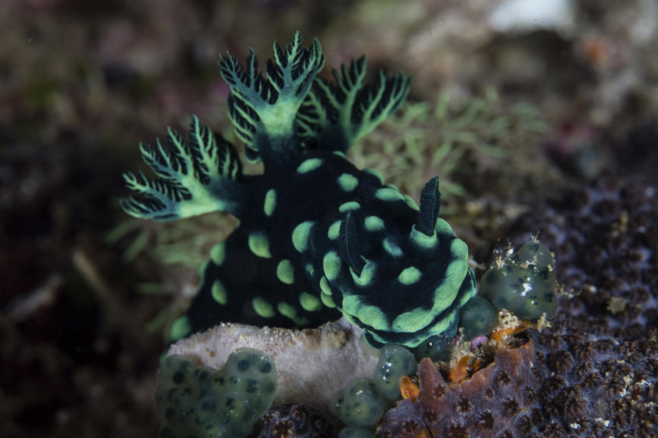 La nembrotha cristata es una especie de babosa de mar que vive en arrecifes de roca o coral de los océanos Pacífico e Índico. Su cuerpo es negro con unas llamativas marcas verdes que ahuyentan a los depredadores. (Foto: Getty Images).