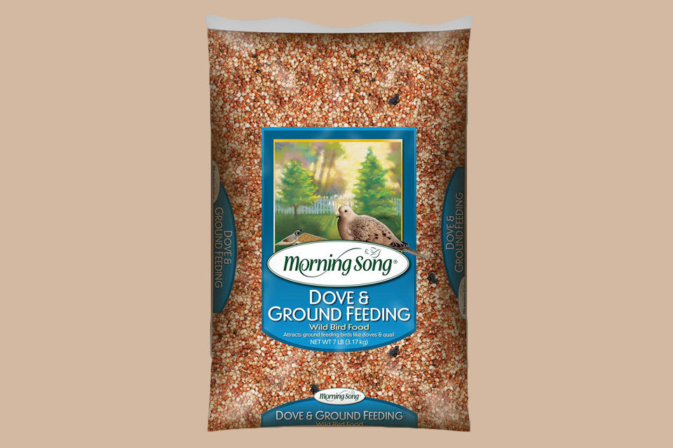 Milo (Sorghum)