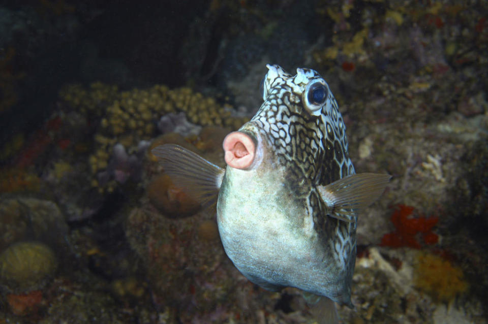 <p>This fish looks like she's ready to audition for <em>Real Housewives of the Pacific. </em></p>