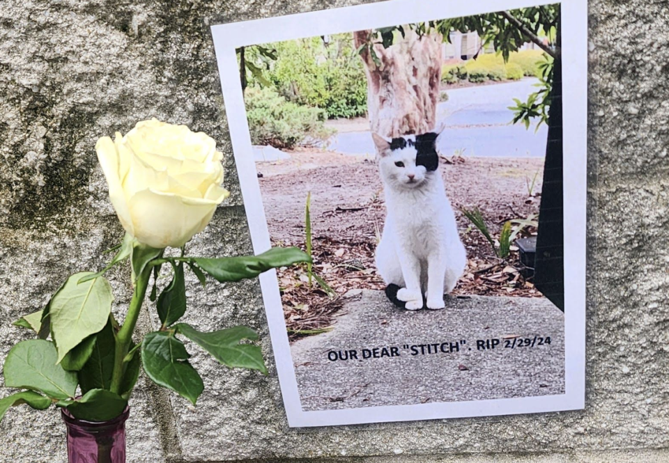 Volunteers at the cat colony and feeding station in Bluffton’s Belfair Towne Village set up a memorial for Stitch, the first of two feral cats shot and killed in the area.