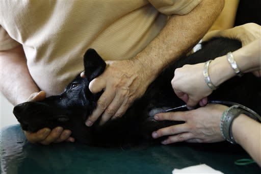 Dave Lucas, of Pottstown, Pa., holds his 6-year-old German Shepherd, Raina, as certified veterinary technician Kym Marryott begins to draw blood at the University of Pennsylvania veterinary school's animal bloodmobile in Harleysville, Pa. The university operates the bloodmobile around the city to raise awareness and make it easier to garner canine blood donations. 