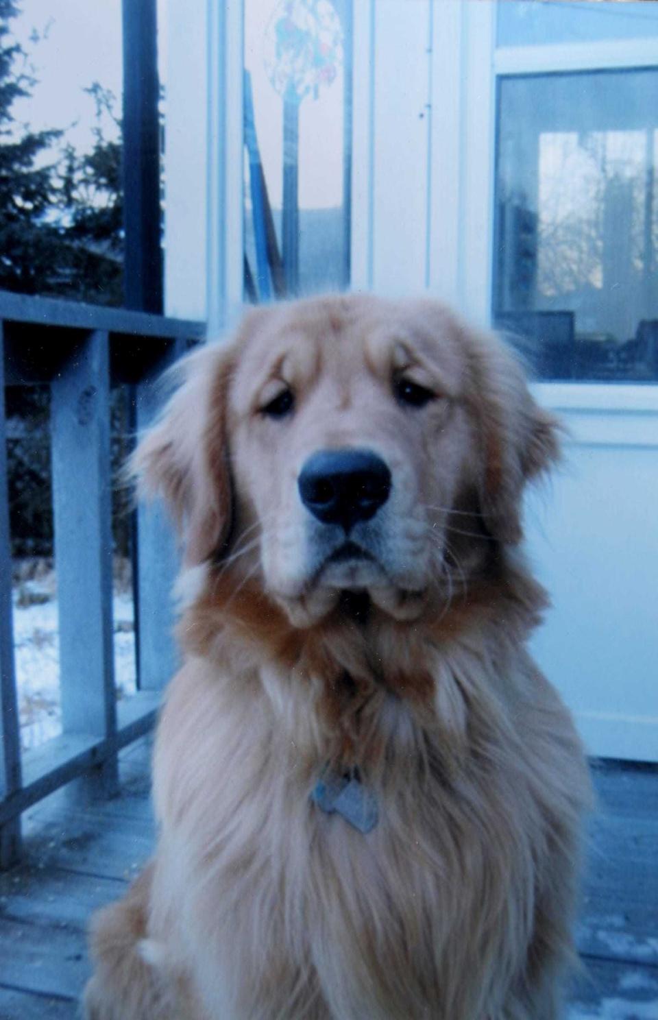 Golden retriever