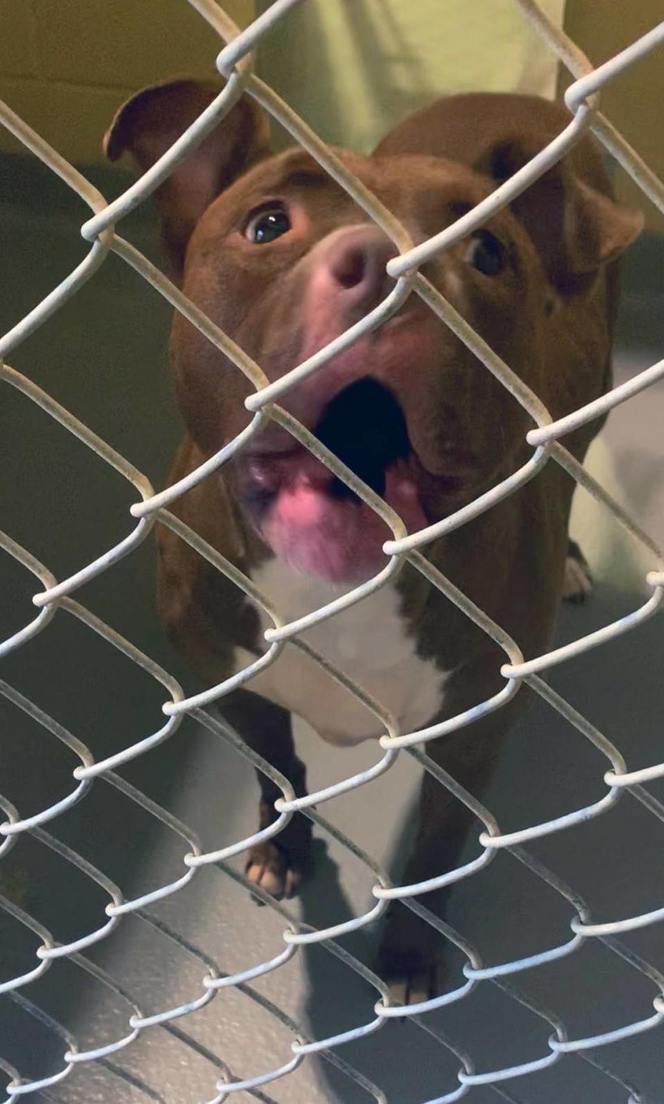 Data provided on the Animal Control Center’s website shows that a total of 193 dogs have been euthanized through September of this year due to capacity. In 2022, 94 dogs were euthanized due to capacity. Drale Short, Director of Public Works, said that there has been an increase in animals coming into the shelter and that there are multiple factors that can contribute to the rising numbers.
