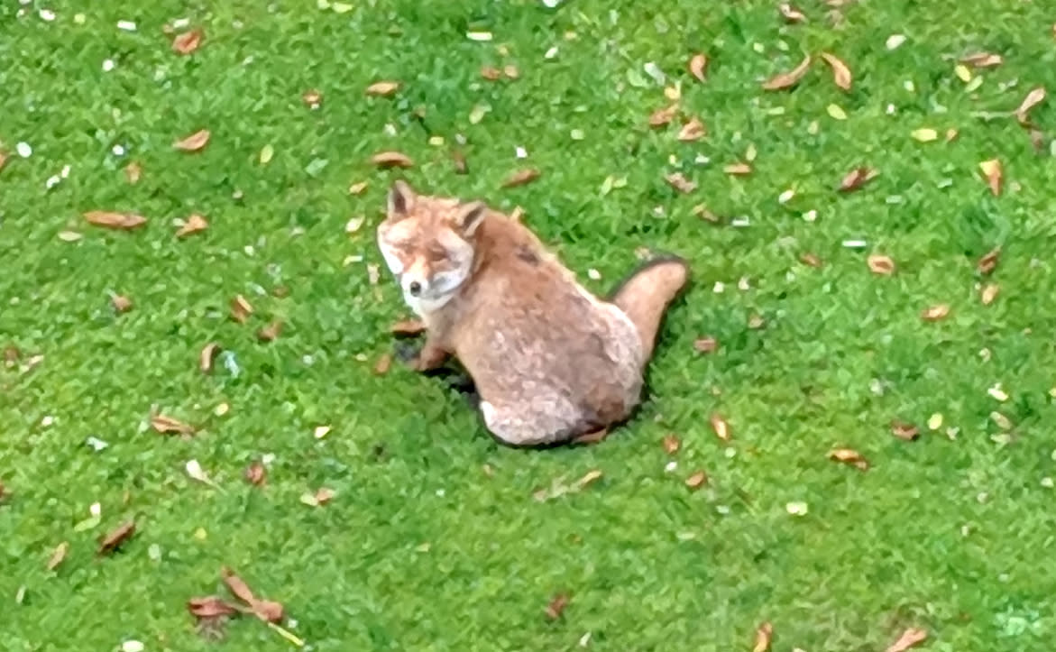 The fox was spotted in Crystal Palace (SWNS)