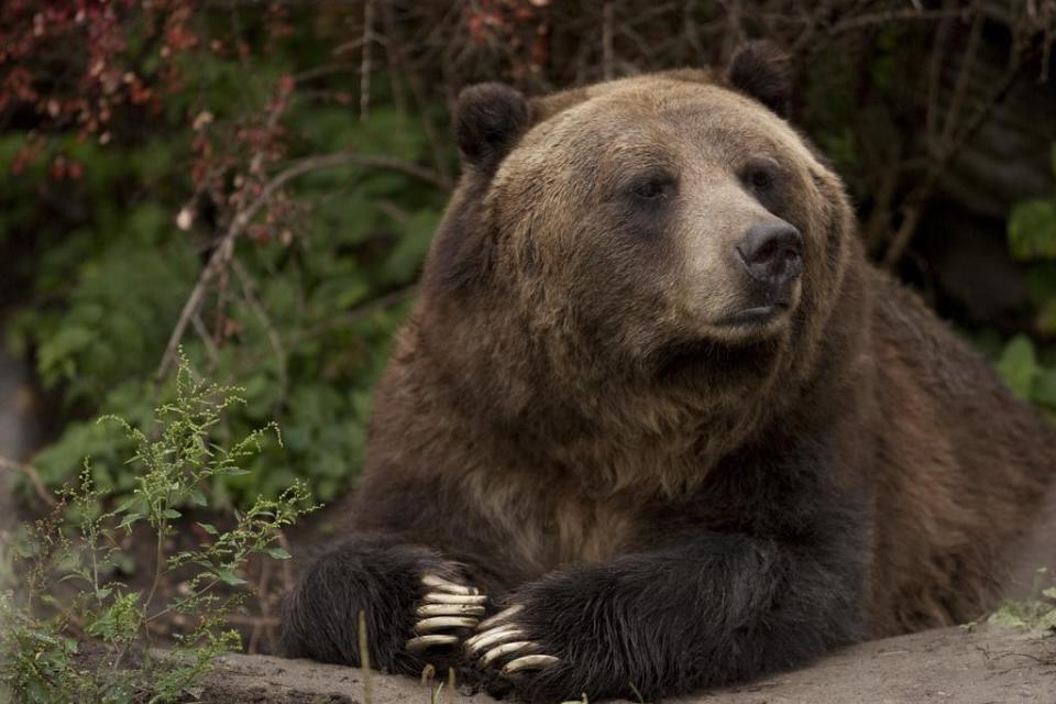 Spring is grizzly hunting season in British Columbia (Scott Calleja/Flickr (CC by 2.0))