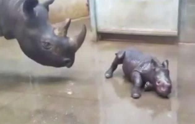 The baby rhino is in her element taking a bath. Photo: Facebook/Blank Park Zoo