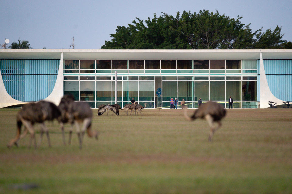 Nandus vor dem Alvorada Palast in der brasilianischen Hauptstadt Brasilia. Hier sehen sie ganz friedlich aus. (Bild: Andressa Anholete/Getty Images)