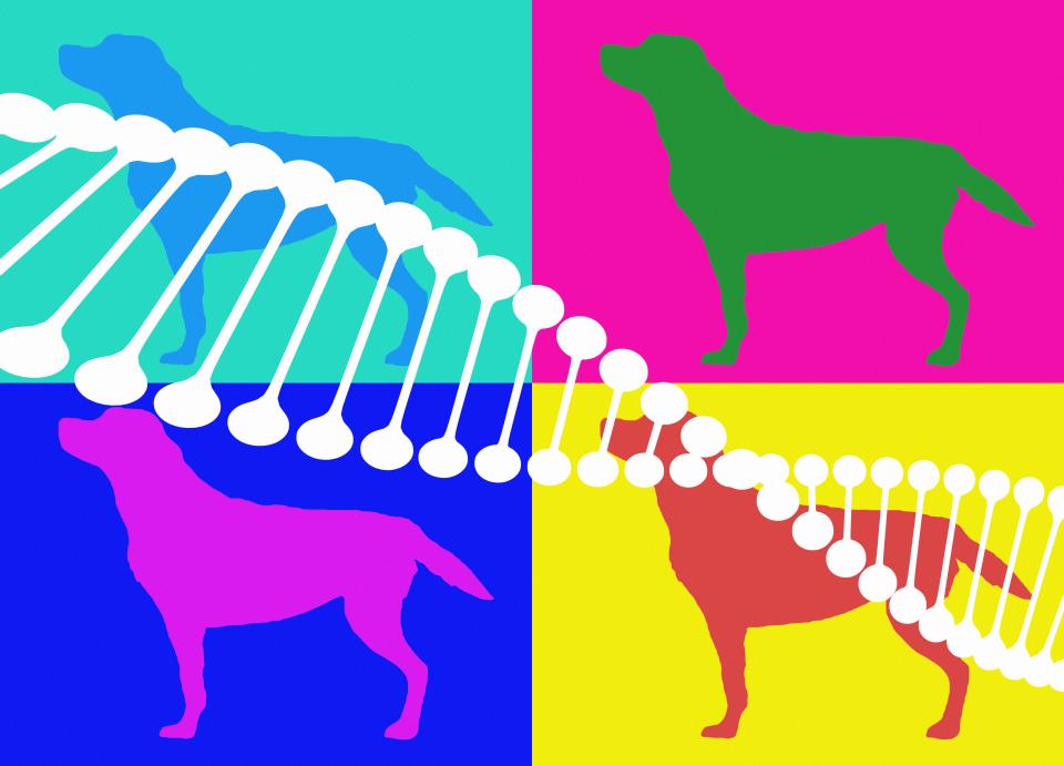 Prueba de ADN para perros de ascendencia, rasgos y complicaciones médicas. (Foto: Getty)