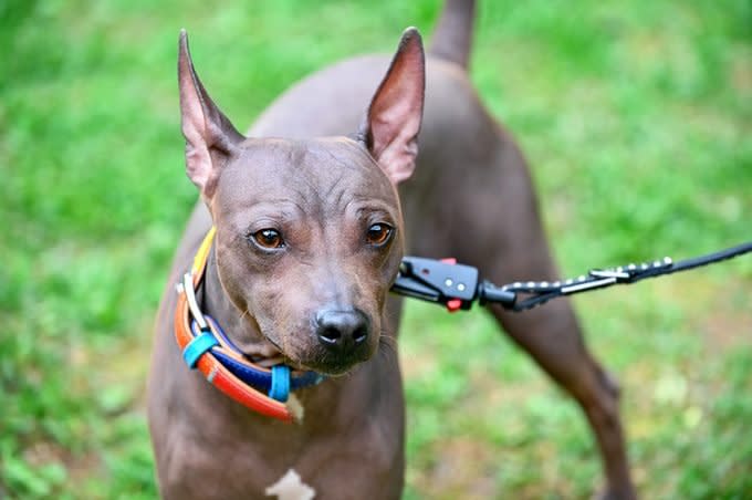 American Hairless Terriers dog close-up portrait with colorful collar and black leash