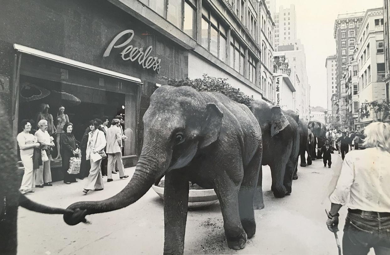 Circus elephants parade past the Peerless Department store in Providence in 1976.
