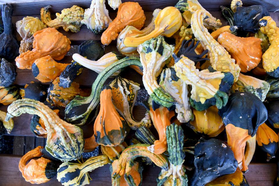 Gourds are shown at the Kline's Farm fall market at 9520 Cleveland Ave. in North Canton.