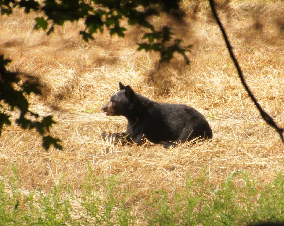 A black bear rests in a field in the Delaware Water Gap National Recreation Area.