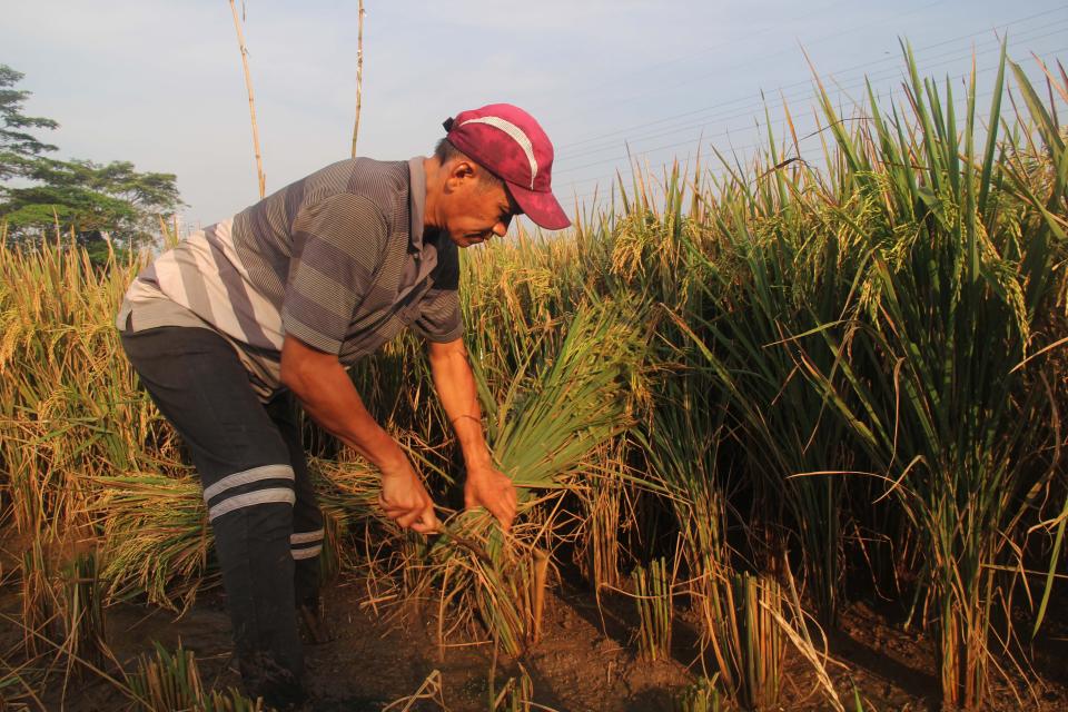 Rice farmers in Indonesia are facing difficulties due to the continued increase in fertilizer prices following the Russia-Ukraine war. (Photo by Surya Fachrizal Aprianus/Anadolu Agency via Getty Images)