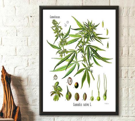 stoner gifts: Botanical Cannabis Plant Print