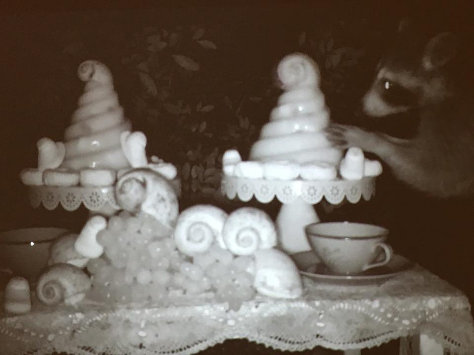 "Feral Cakes," video still, by Dana Sherwood.