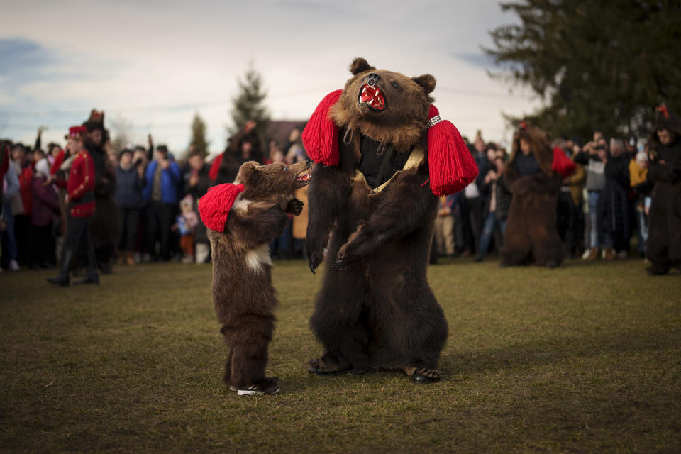 Miembros del grupo Sipoteni interpretan la tradicional danza del oso en Racova, en el norte de Rumanía, el 26 de diciembre de 2023. Hace siglos, quienes vivían en lo que ahora es el noreste de Rumanía se cubrían con pieles de oso y bailaban para ahuyentar a los malos espíritus. Esa costumbre es conocida hoy en día como el Festival del Baile del Oso, que cada diciembre atrae a multitud de turistas. (AP Foto/Vadim Ghirda)