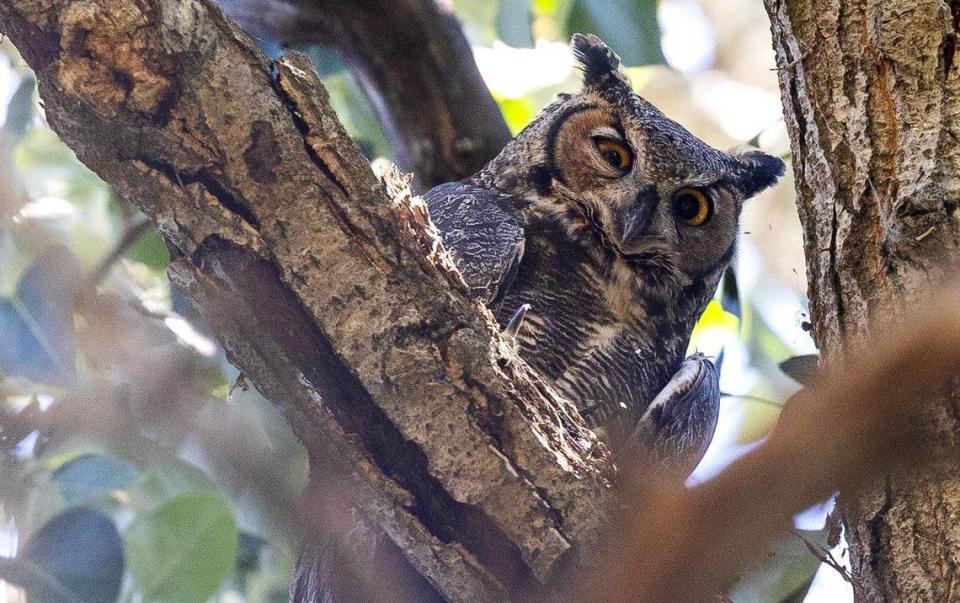 A great horned owl perches in a tree in William Shakespeare Park, on the grounds of the The Idaho Shakespeare Festival.