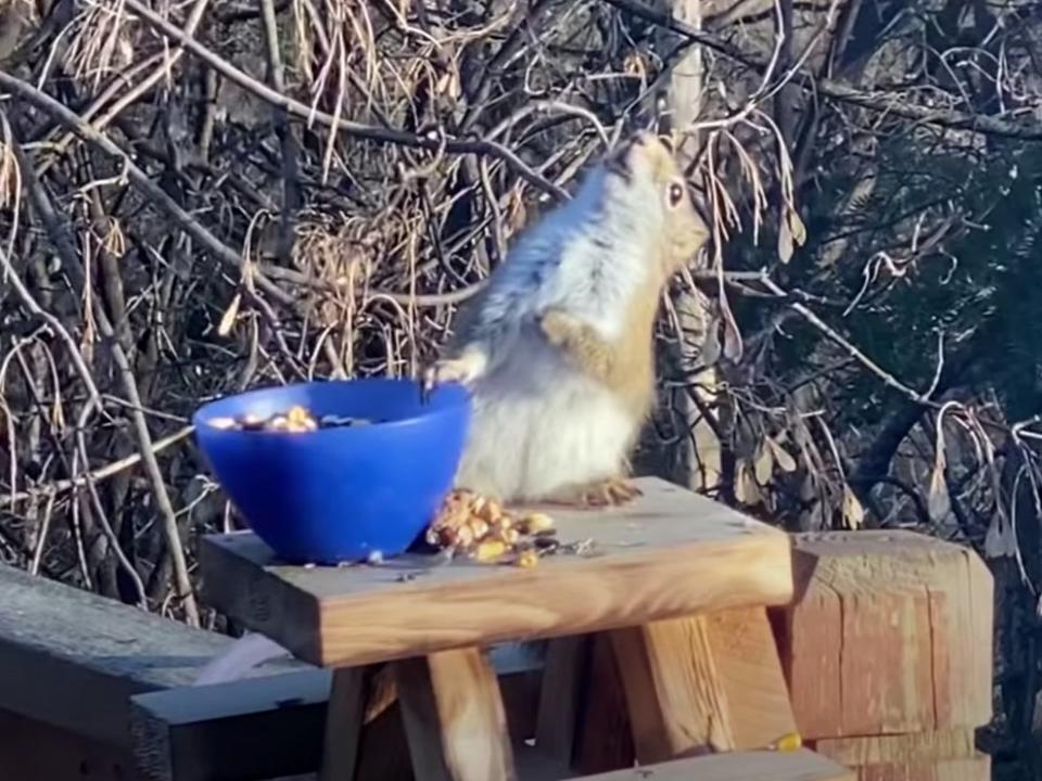 ‘Lil Red’, as he is apparently known, got juiced on fermented pears in a garden in Minnesota (junkinmedia)