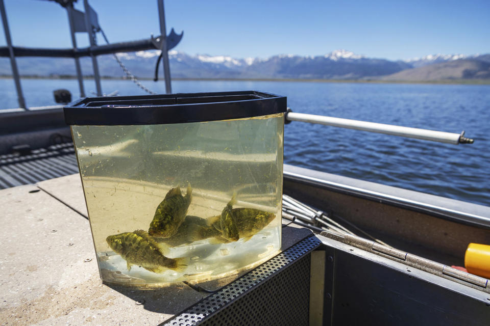 In this photo provided by the California Department of Fish and Wildlife, Sacramento Perch are collected from the Bridgeport Reservoir into a viewing tank aboard a California Department of Fish and Wildlife electrofishing boat in Mono County, Calif., Wednesday, Aug. 9, 2023. Sacramento Perch are mainly unknown, relegated to little more than a dozen isolated lakes, reservoirs and ponds with few predators in the Sierras and Rocky Mountains. But as the planet heats up and threatens many cold-water game fish species like trout, the Sacramento Perch may be on the cusp of a comeback, thanks partly to its ability to tolerate extreme conditions. (Travis VanZant/California Department of Fish and Wildlife via AP)