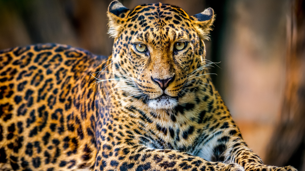 Video of ‘Ferocious Big Cats’ Rolling Around From Catnip Proves They’re ...