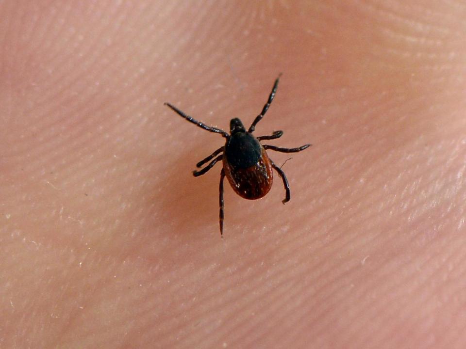 Researchers believe tick-borne parasite may have been carried to the UK by migratory birds from Scandinavia: BERTRAND GUAY/AFP via Getty Images