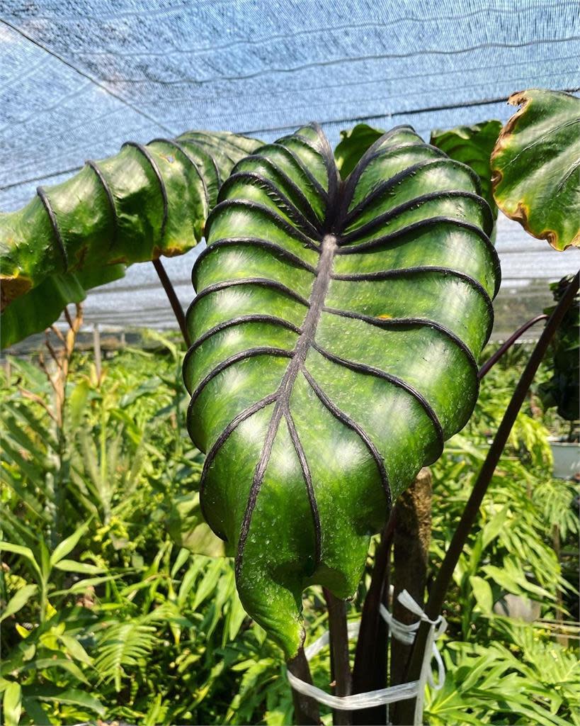 吃土也要買！16棵觀葉植物夢幻逸品