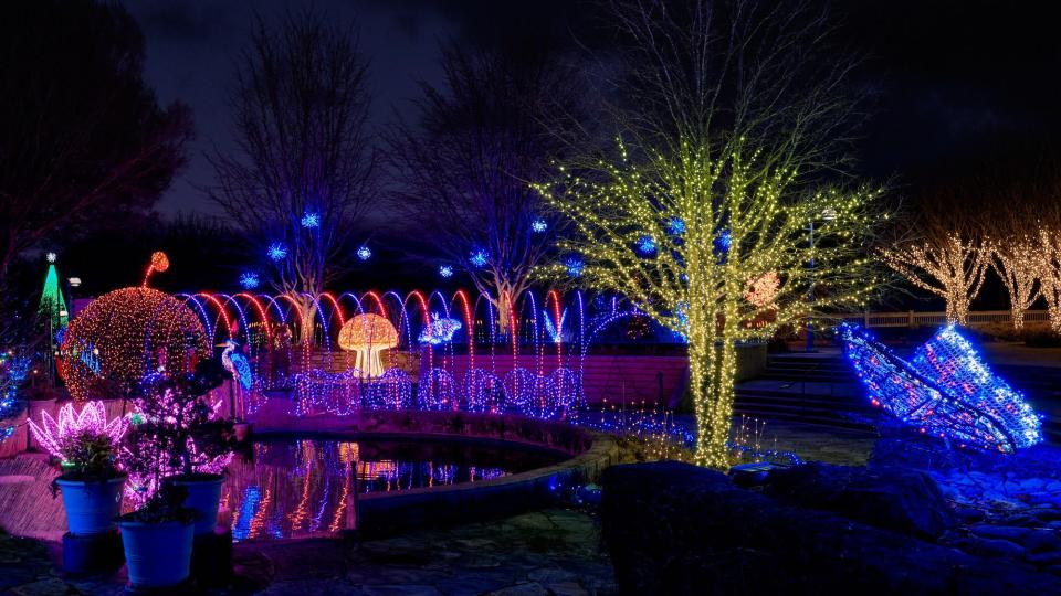 Scenes from the annual Winter Light show at The North Carolina Arboretum.