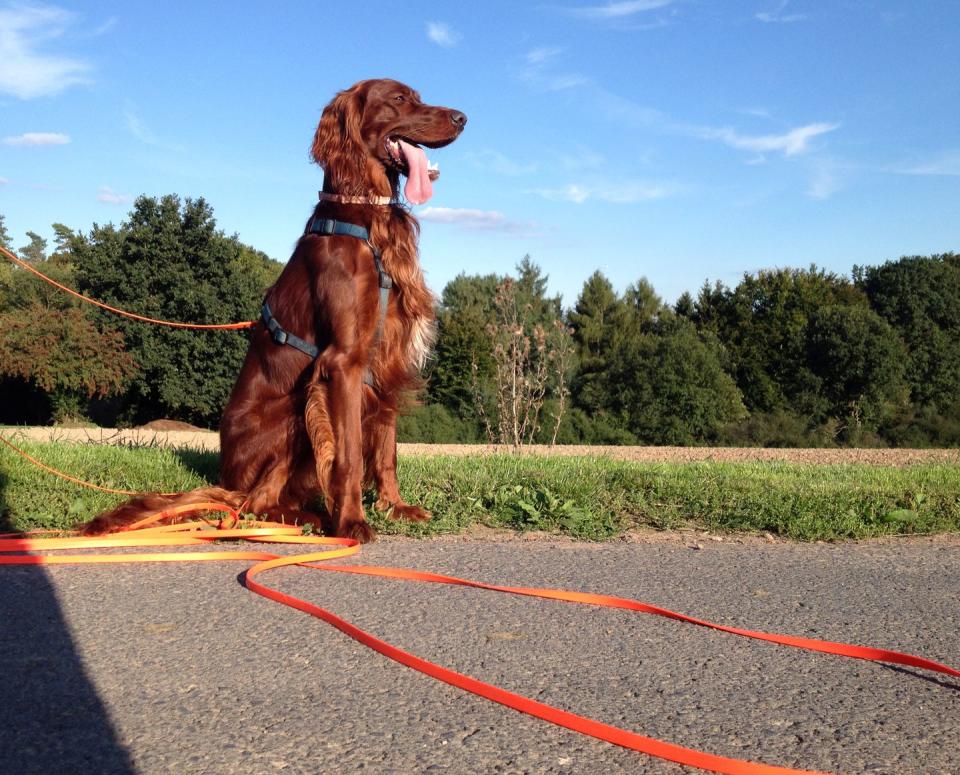 Irish Setter