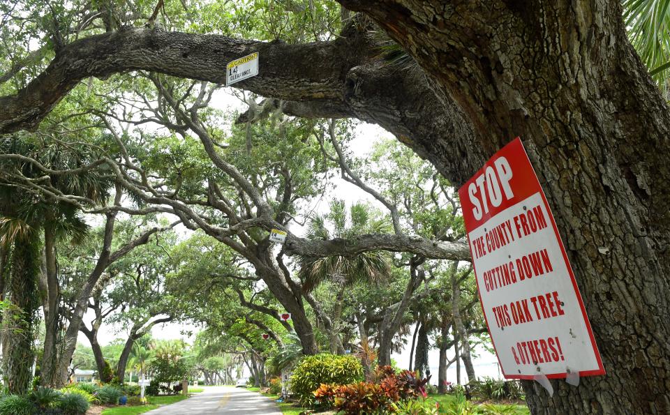 Old oak trees along Rockledge Drive in the unincorporated area south of Rockledge. 