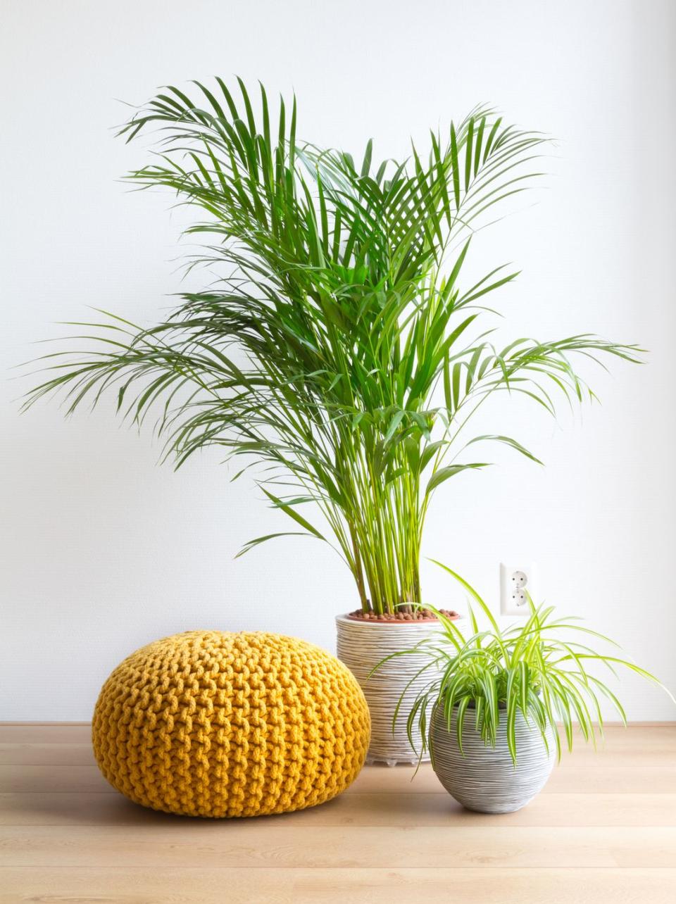 indoor trees, potted parlor palms inside