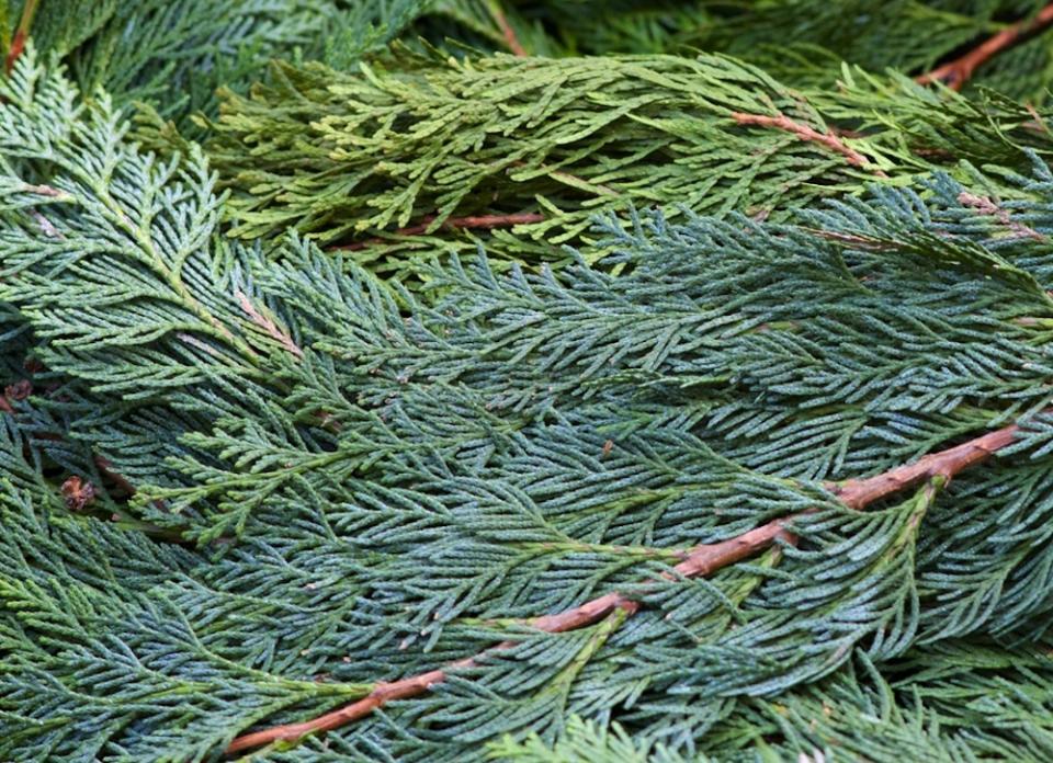 7 Reasons Not to Chuck Your Tree After X-Mas