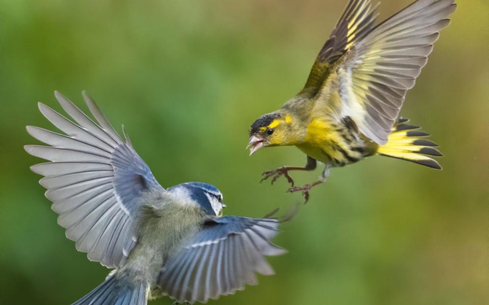 The menu also included siskins - here one is seen fighting a blue tit in mid-air - Andrew Fusek Peters/SWNS