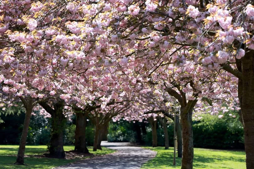 Blossom trees at Saltwell Park in Gateshead