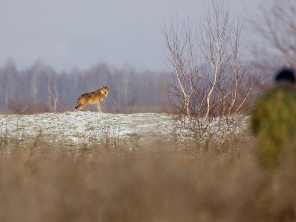 chernobyl wildlife