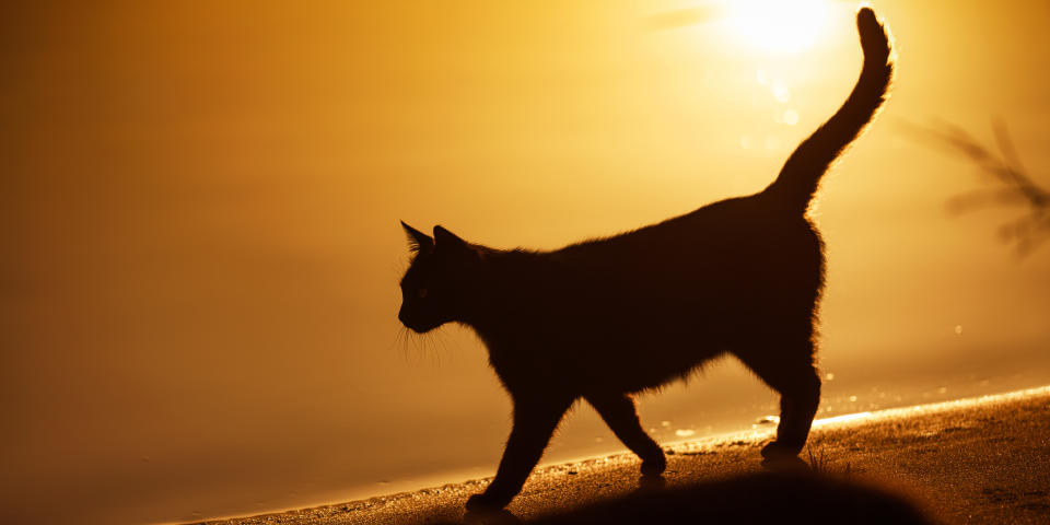 Hauskatzen leben im Schnitt zwölf bis 18 Jahre. (Symbolbild: Getty)