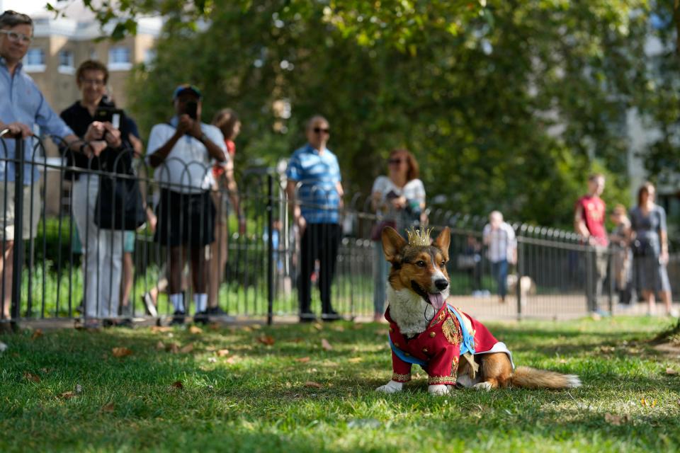 Royal fans and their pet corgis have gathered outside Buckingham Palace to remember Queen Elizabeth II a year on since the late monarch's death.