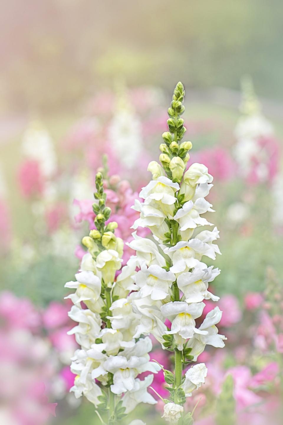 Snapdragons cottage garden