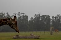 Giraffes are seen at Mogo Zoo in the village of Mogo