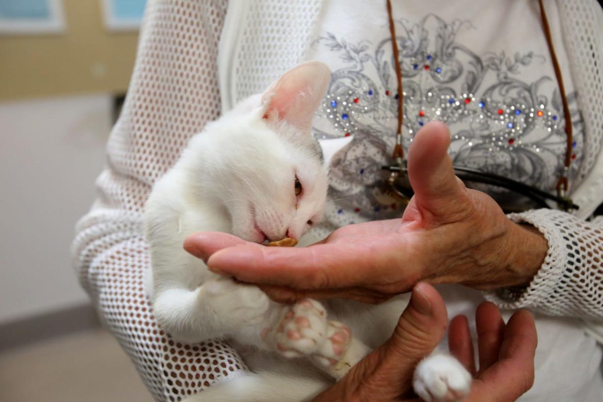 Nancy Steinfeldt feeds a kitten during the Clear The Shelters pet adoption event at the Palm Springs Animal Shelter in Palm Springs, Calif., on Saturday, August 17, 2019. 