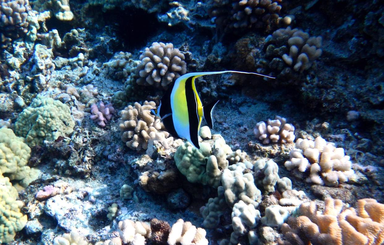 A coral reef off the coast of Maui, Hawaii. SNORKELINGDIVES.COM via Flickr