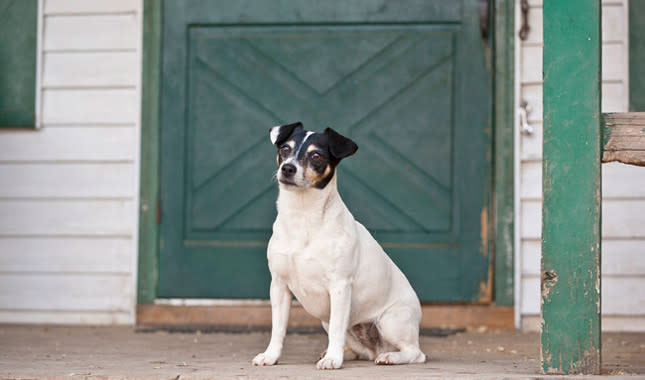 Rat Terrier