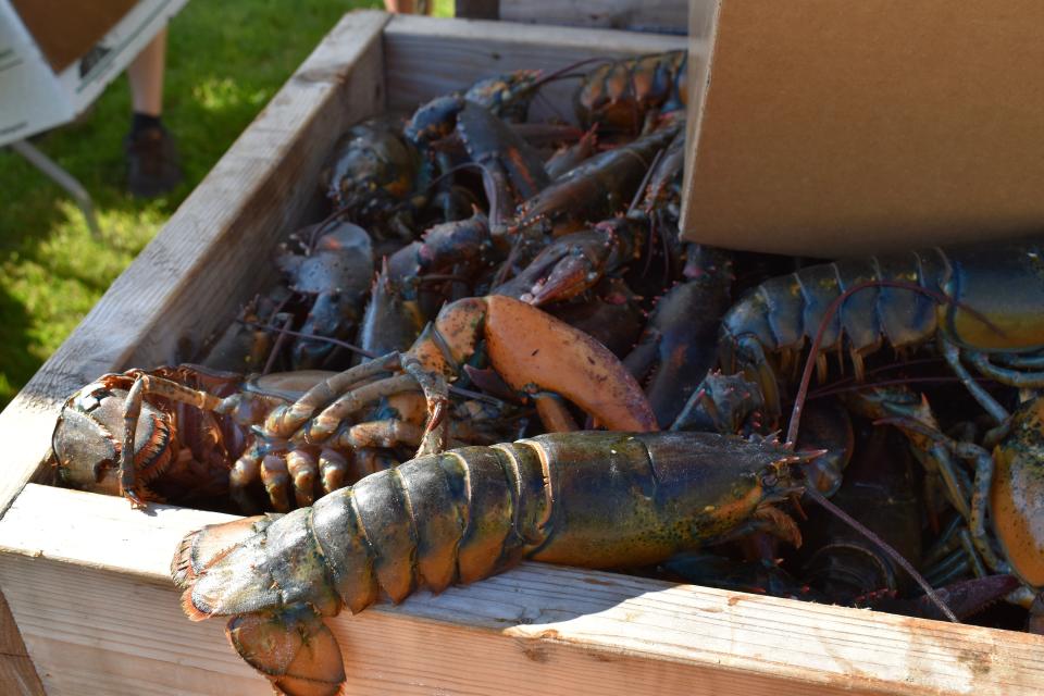 Crated lobsters, ready to be steamed at the clambake.