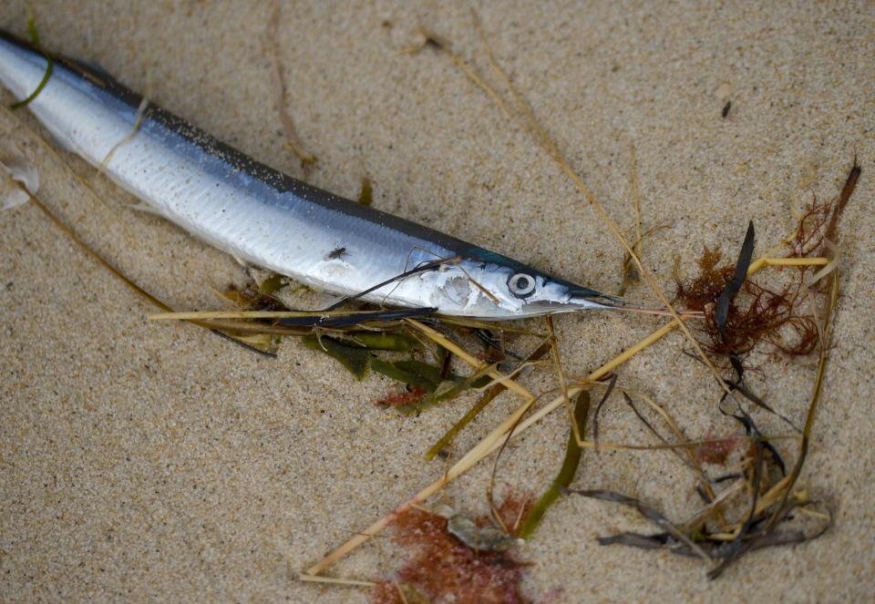 BREWSTER -- 11/29/22 -- An Atlantic saury lays on Linnell Landing Beach. Thousands of Atlantic saury have washed up on Cape Cod Bay beaches. Merrily Cassidy/Cape Cod Times