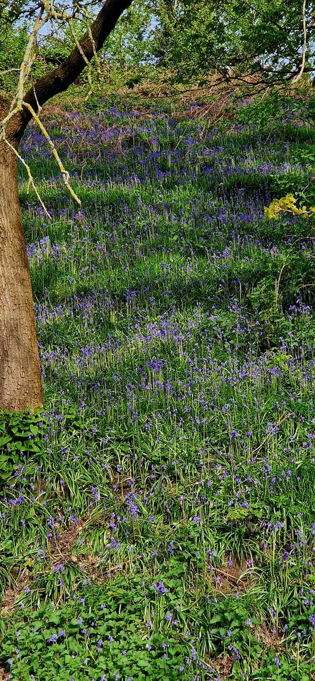 Bluebells woods by Chalene Gibson