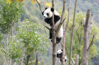 China National Treasure Giant Panda