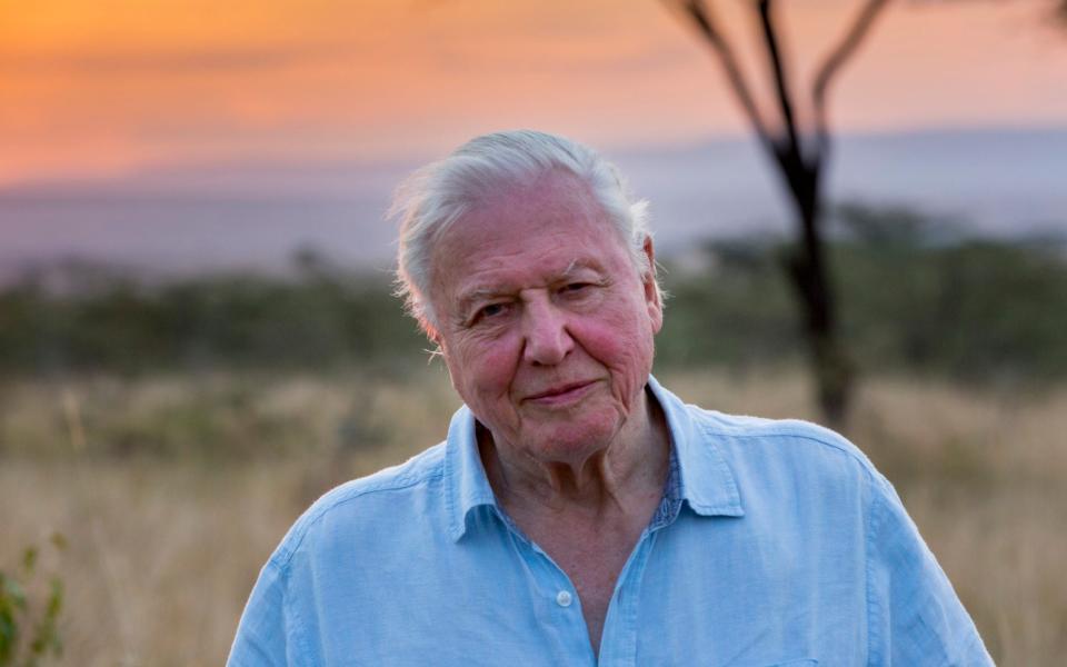 David Attenborough provides the familiar soothing narration  - Netflix