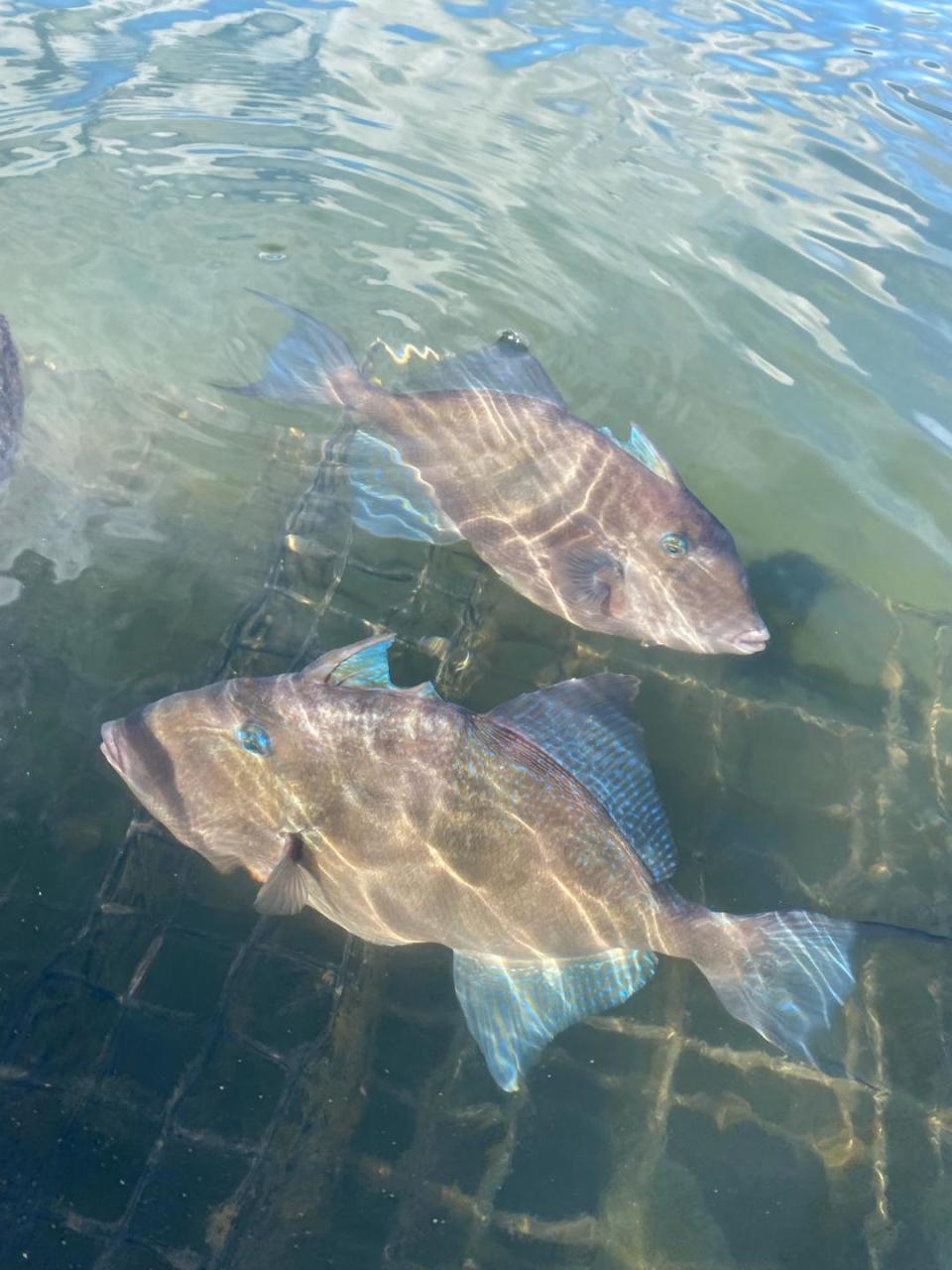 Huge triggerfish, normally in tropical or subtropical waters, shown this week in Quonochontaug (Quonnie) Pond.
