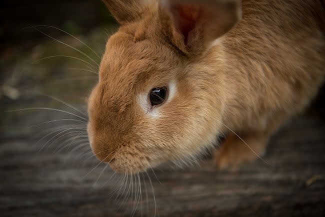 兔子成了西澳洲鄉鎮的大麻煩。（示意圖／翻攝自Pixabay圖庫）