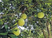 在三富休閒農場的果園，現有大大個的文旦柚，中秋是吃文旦柚的季節。（周翠玲攝）
