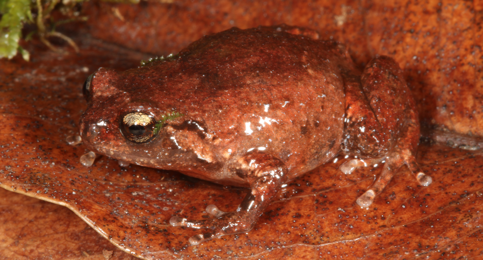 A close up of a brown nursery frogs 